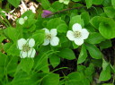 Dwarf Dogwood